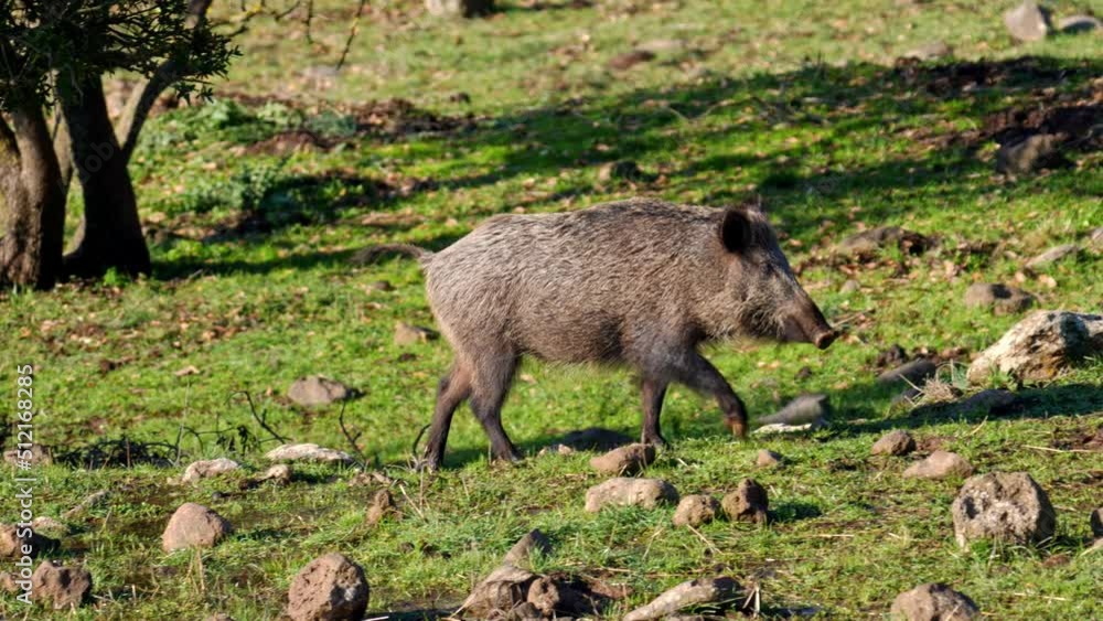 Wild Boar (Sus scrofa) walking in the Golan Heights Wild Boar (Sus scrofa) walking in the Golan Heights