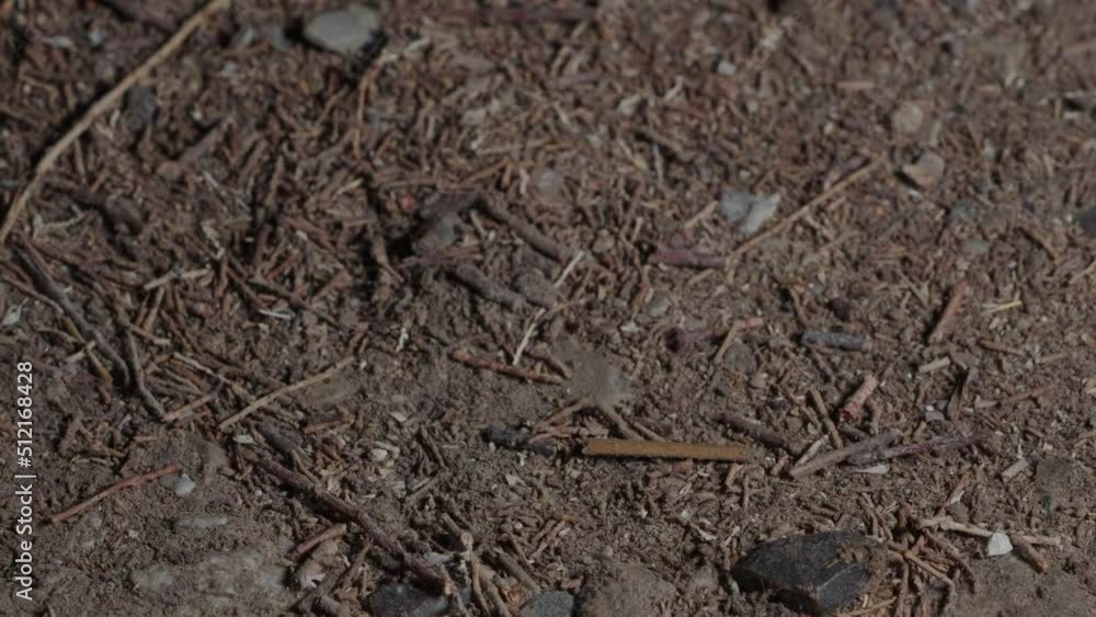 Sun Spider In nocturnal activity on desert soil Sun Spider In nocturnal activity on desert soil
