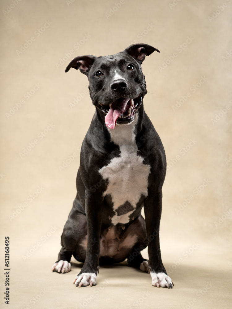 portrait of pit bull on beige background, studio shot