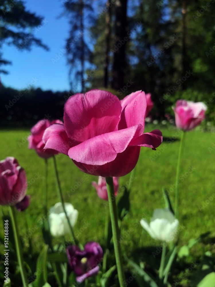 Pink flowers summer garden Pink flowers summer garden