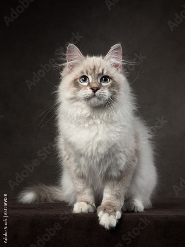 Fotografi Portrait of neva masquerade kitten in studio