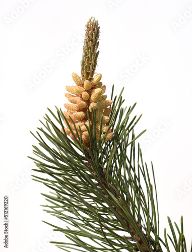 Pine, Pinus sylvestris photo