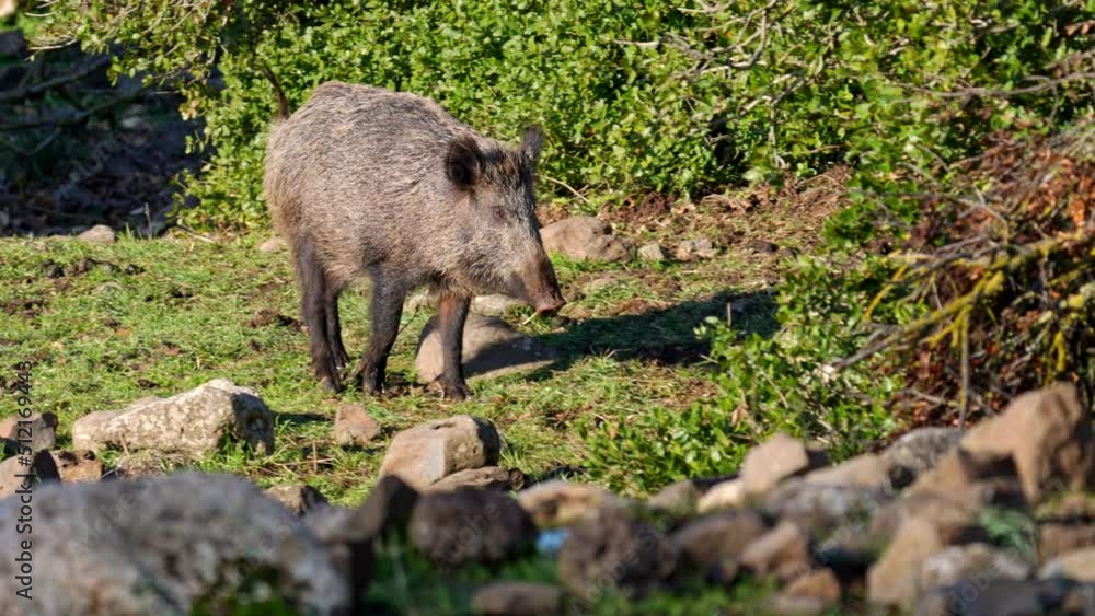 Wild Boar (Sus scrofa) walking in the Golan Heights Wild Boar (Sus scrofa) walking in the Golan Heights