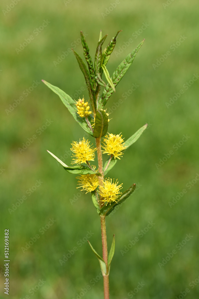 Ostrich loosestrife Lysimachia thyrsiflora Ostrich loosestrife Lysimachia thyrsiflora