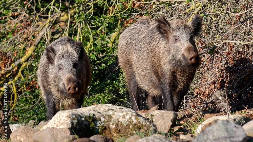 Wild Boar (Sus scrofa ) pair looking and smelling out of the woods in the Golan Heights Wild Boar (Sus scrofa ) pair looking and smelling out of the woods in the Golan Heights