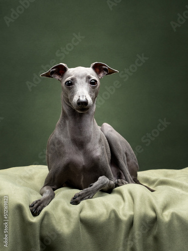 portrait of greyhound in green