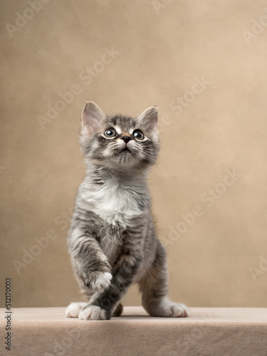 kitten in studio on beige background