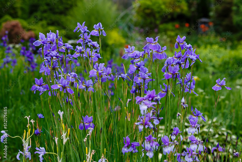 Iris sibirica blooming in the garden. Spring garden with beautiful flowers of Siberian iris. Iris sibirica blooming in the garden. Spring garden with beautiful flowers of Siberian iris.