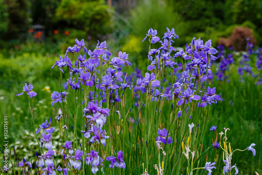 Iris sibirica blooming in the garden. Spring garden with beautiful flowers of Siberian iris Iris sibirica blooming in the garden. Spring garden with beautiful flowers of Siberian iris