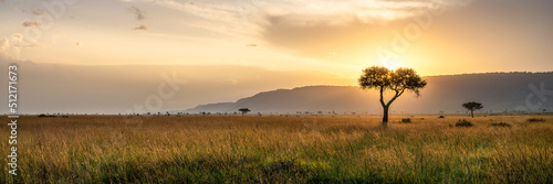 Acacia tree at sunset, Maasai Mara, Kenya, Africa photo