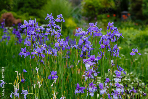  Iris sibirica blooming in the garden. Spring garden with beautiful flowers of Siberian iris.