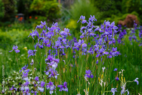 Iris sibirica blooming in the garden. Spring garden with beautiful flowers of Siberian iris