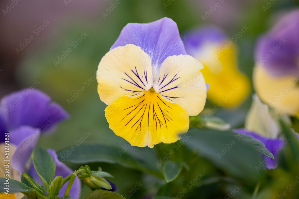 Naklejka premium yellow and purple flower pansy
