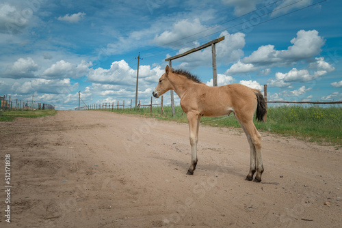 A young skinny foal is playing next to a farm.