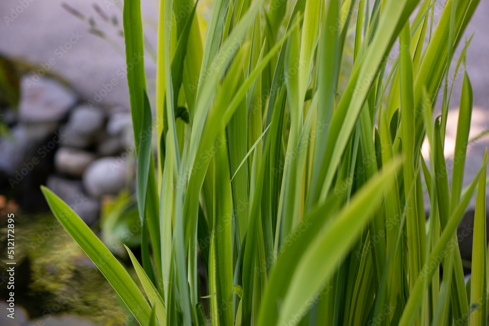 grass near a pond grass near a pond