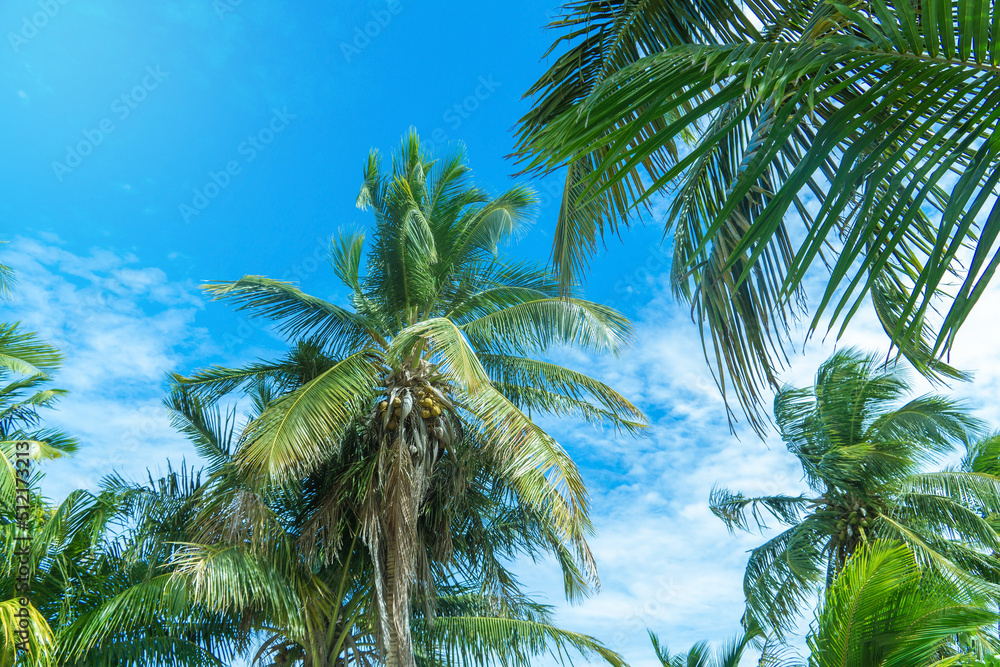 Bottom view of coconut palms. Lush foliage and fruits of palm trees against a cloudy blue sky.