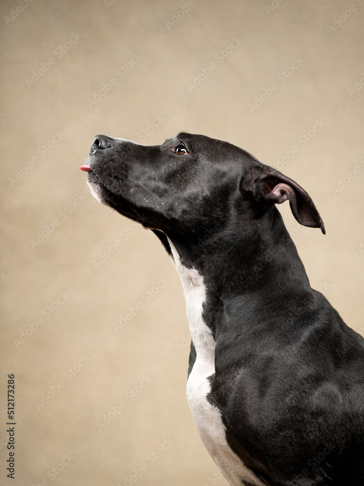 portrait of pit bull on beige background, studio shot portrait of pit bull on beige background, studio shot