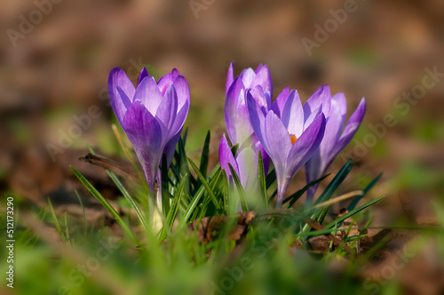 nice purple blossom of a crocus flower