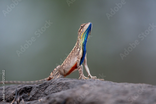 Sarada superba, the superb large fan-throated lizard, is a species of agamid lizard gives a superb display of dewlap in order to attract the female during the mating season photo