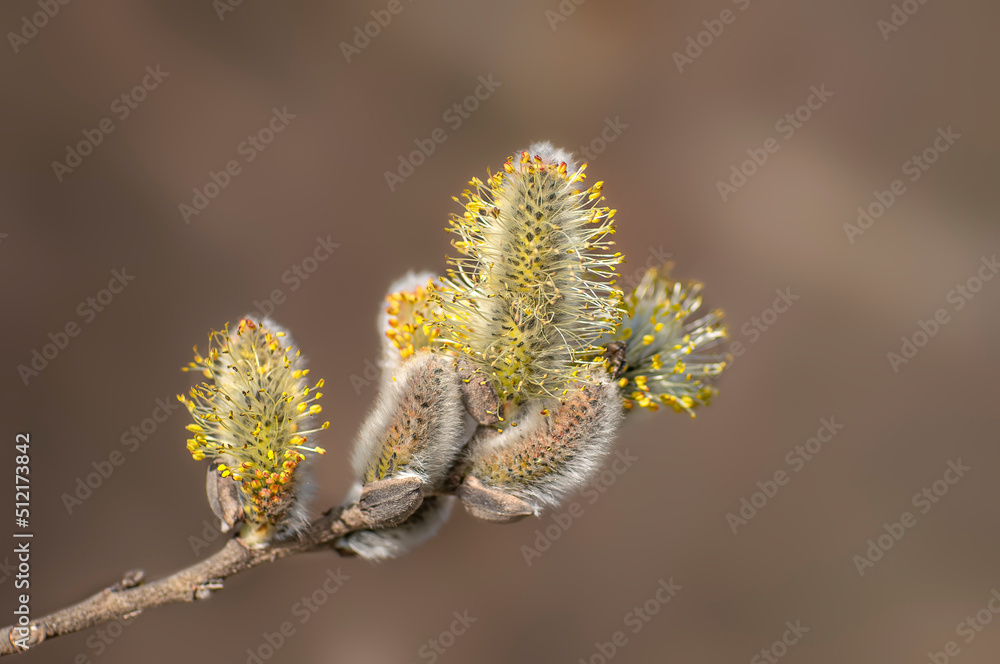many blossoms on a branch of an willow tree many blossoms on a branch of an willow tree