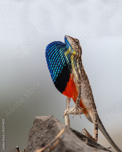 Sarada superba, the superb large fan-throated lizard, is a species of agamid lizard gives a superb display of dewlap in order to attract the female during the mating season photo