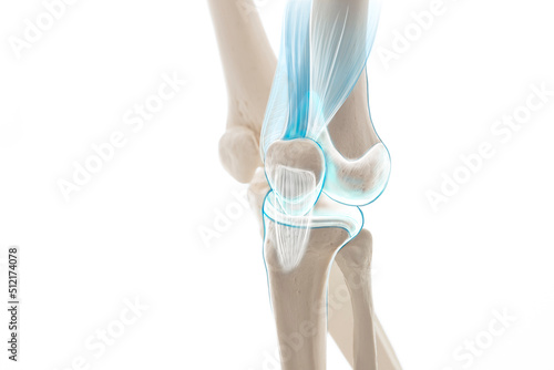 Knee meniscus leg bone pain, human leg anatomy illustration	
 photo