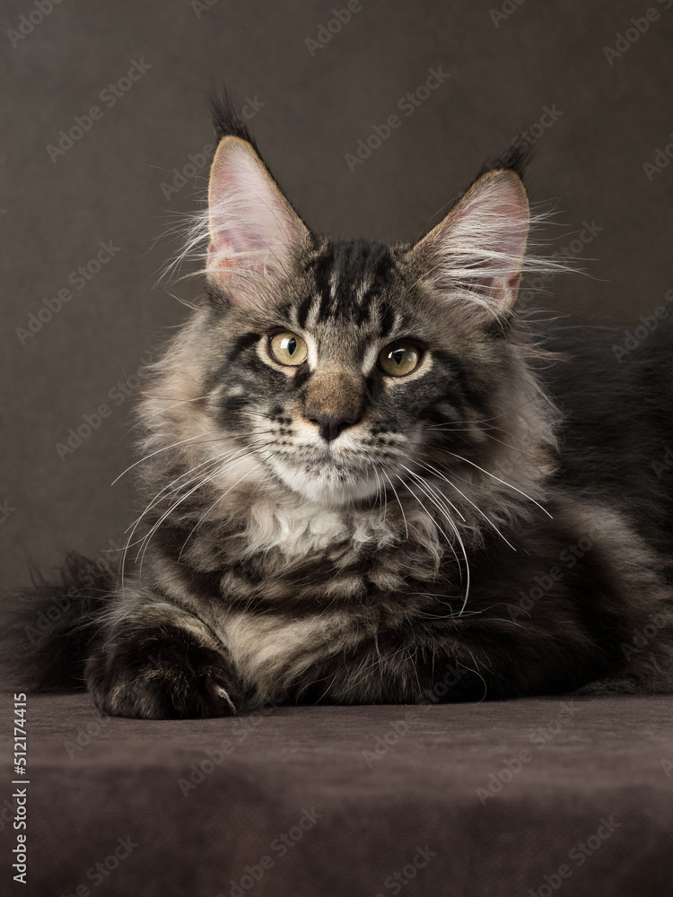 Maine Coon kitten portrait in studio