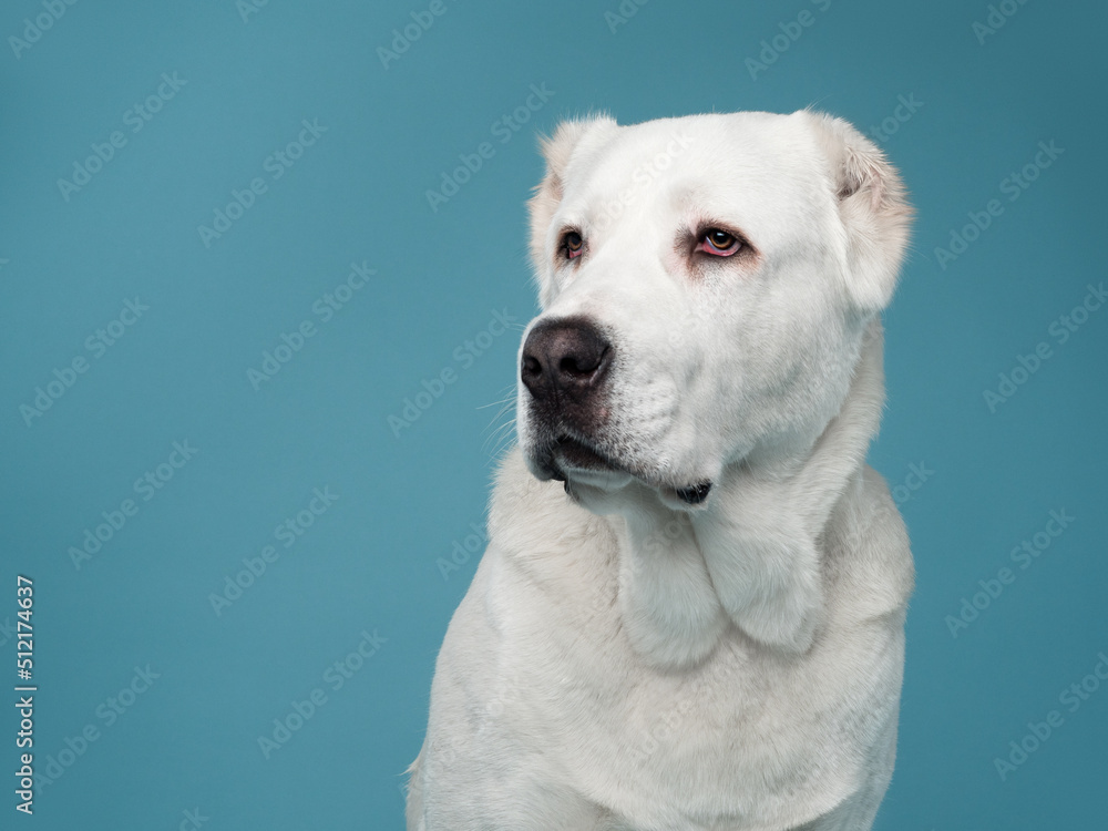 portrait of the Central Asian Shepherd Dog Alabai on a blue background
