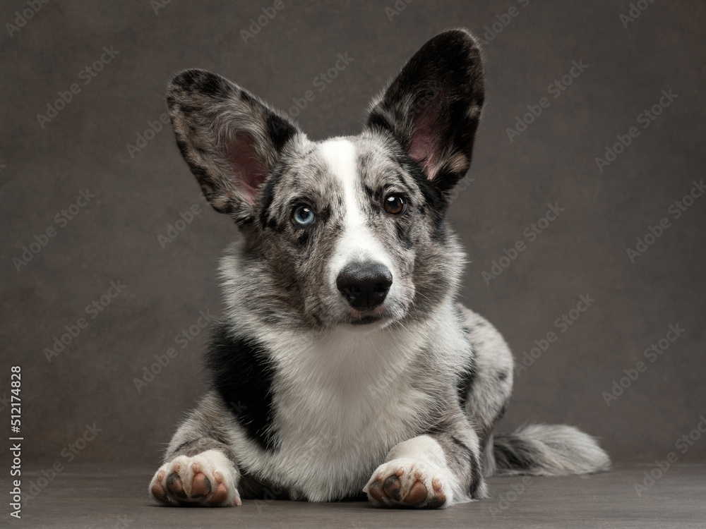 portrait of corgi-cardigan blue merle with different eyes Photos | Adobe  Stock