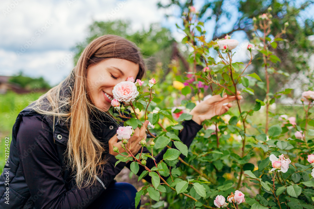 Young happy gardener enjoys blooming roses flowers in summer garden. Woman smells English James Galway rose Young happy gardener enjoys blooming roses flowers in summer garden. Woman smells English James Galway rose