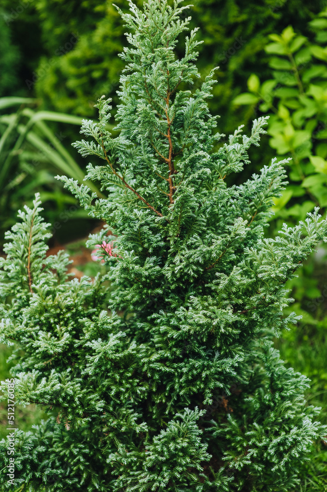 Tree, green bush Juniper Chamaecyparis pisifera Boulevard. Tree, green bush Juniper Chamaecyparis pisifera Boulevard.