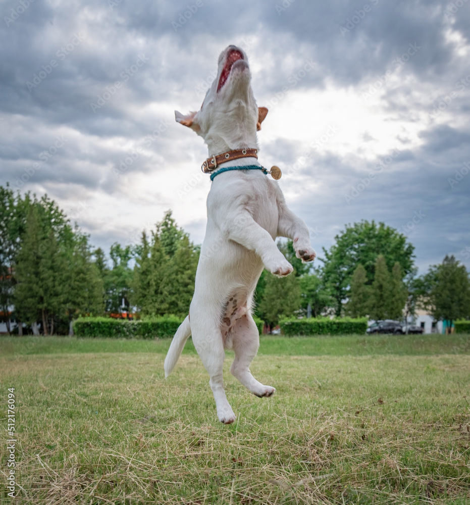 Jack Russell Terrier frolic jumping on the field. Jack Russell Terrier frolic jumping on the field.