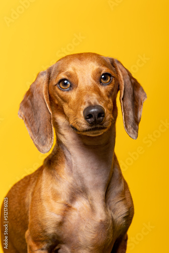 Studio portrait of a small brown dachshund on yellow background