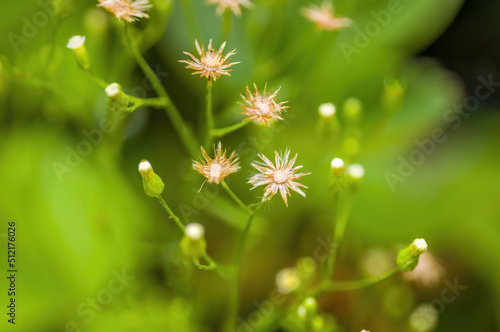 several withered blossoms in a meadow