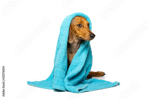 Small brown dachshund with a towel on his head on a white background