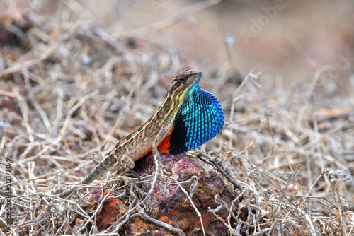 Bild auf Leinwand Sarada superba, the superb large fan-throated lizard, is a species of agamid liz