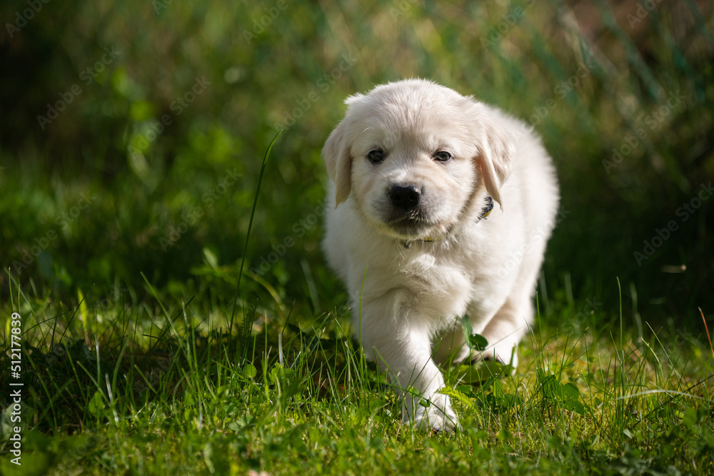 beautiful white golden retriever puppy outside on the grass