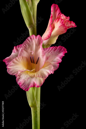 Macro detail of the flowers of a pink white and yellow gladiolus isolated on black