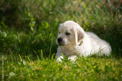 beautiful white golden retriever puppy outside on the grass