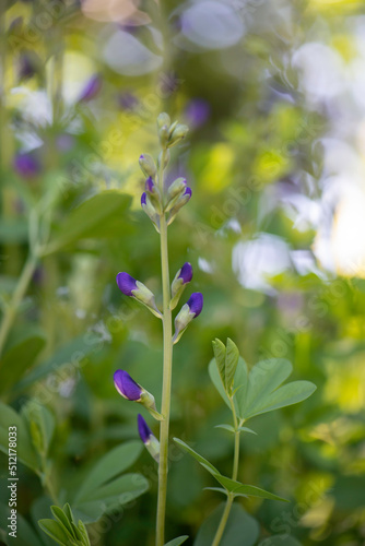 flowers in the garden