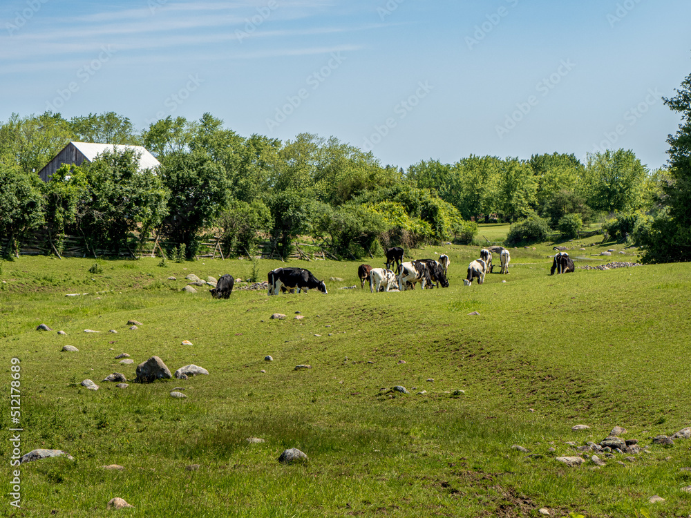 Fototapeta premium cows in the field