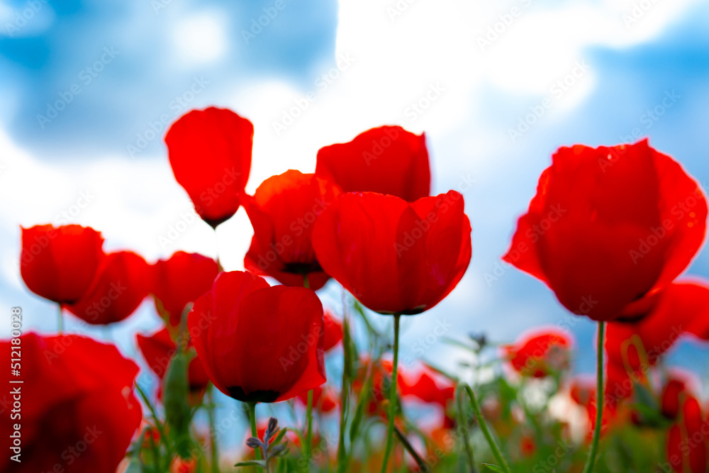 Fototapeta premium Spring, Field of poppy flowers against the blue sky with clouds. The concept of freshness of morning nature. Spring landscape of wildflowers. Beautiful landscape long banner.