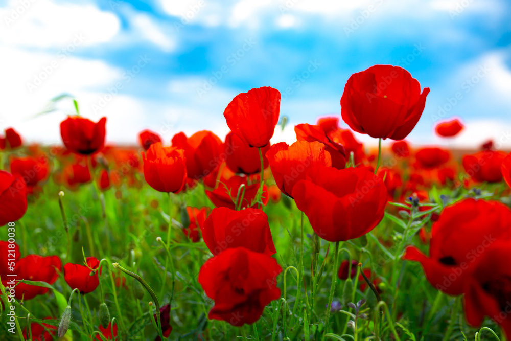Fototapeta premium Spring, Field of poppy flowers against the blue sky with clouds. The concept of freshness of morning nature. Spring landscape of wildflowers. Beautiful landscape long banner.