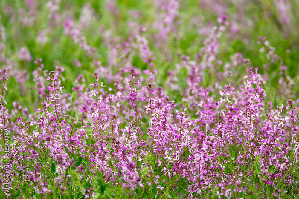 Blooming garden spring flowers. Blooming camel thorn in spring. Medicinal plant, pink flowers. Delicate floral landscape with blurry background and copy space. Blooming garden spring flowers. Blooming camel thorn in spring. Medicinal plant, pink flowers. Delicate floral landscape with blurry background and copy space.
