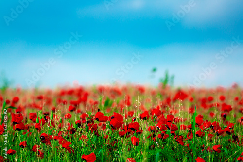 Spring, Field of poppy flowers against the blue sky with clouds. The concept of freshness of morning nature. Spring landscape of wildflowers. Beautiful landscape long banner.