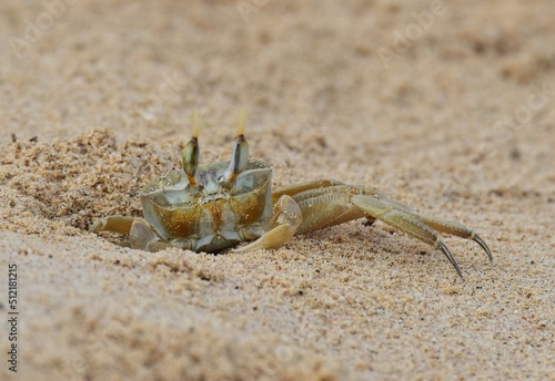 Krabben am St Monica Beach auf Boa Vista..Crabs at St Monica Beach on Boa Vista......