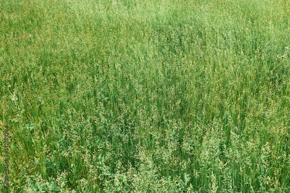 Green grass background, grass field on outdoors Green grass background, grass field on outdoors