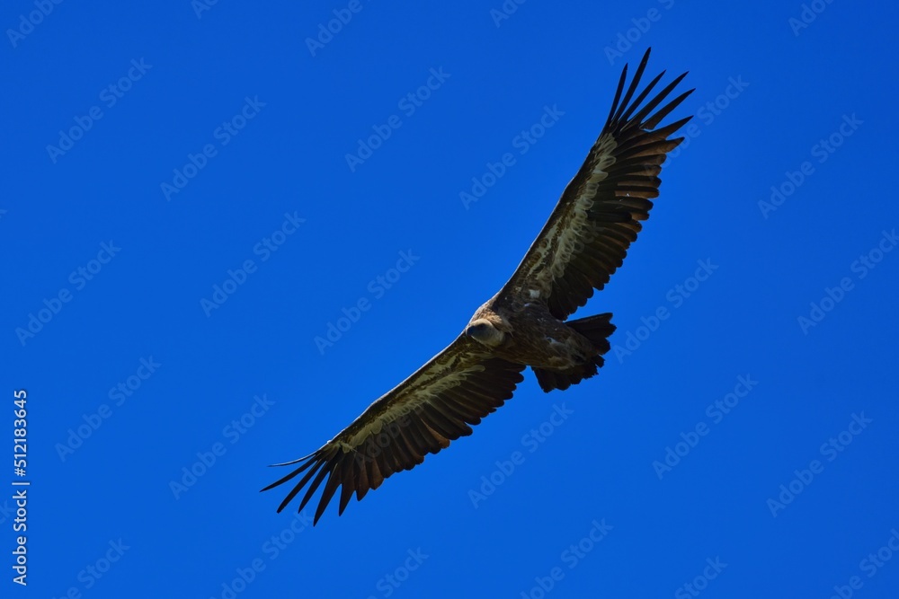 Close-up of a Griffon Vulture in flight
Close-up of a Griffon Vulture in flight
