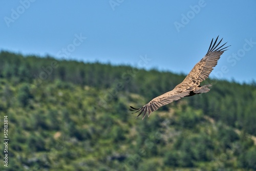 vulture in flight with spread wings