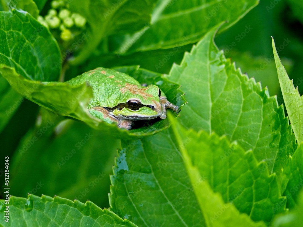 Tiny tree frog sitting on the green leaves of a hydrangea Tiny tree frog sitting on the green leaves of a hydrangea